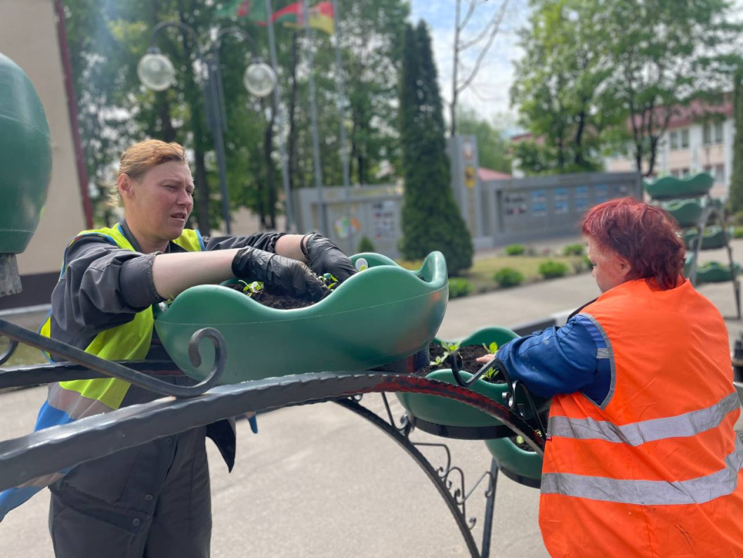 Улицы Городка украсят более четырех тысяч цветов