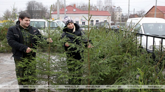 Ёлачныя базары ў Віцебскай і Брэсцкай абласцях адкрыюцца ўжо з 19 снежня